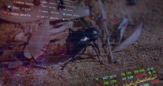 Crawling black beetle navigating sandy microhabitat, with shell fragments and financial overlays