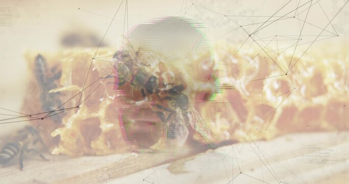 Showing honeycomb glinting on hive frame with smear while bees tending, with network overlay