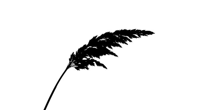 Pampas Grass Silhouette Vector Illustration Isolated on White