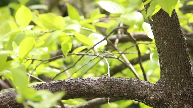 緑風の朝