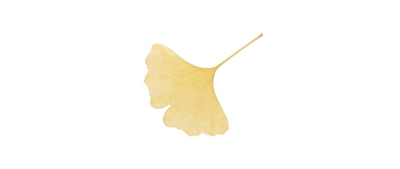 Naklejka premium Golden Ginkgo Leaf Isolated White Background