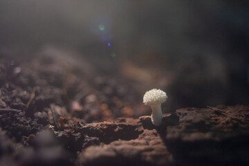 Obraz premium hongos setas fungi naturaleza macro 