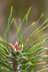 Young pine shoot emerging from branch © Zaitseva