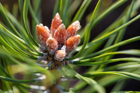 Scots pine male cones close-up