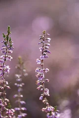 Single heather stem with purple bokeh background © Zaitseva