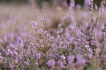 Common heather field in bloom © Zaitseva