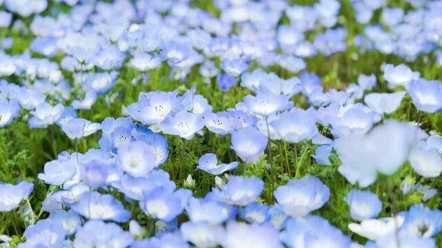 三ツ池公園 満開のネモフィラが咲く風景