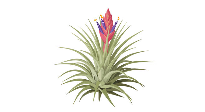 Exotic Tillandsia Air Plant Vector with Pink Bract and Purple Flowers