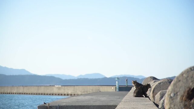加太港でくつろぐトラ猫 （和歌山県和歌山市, 2026年1月）