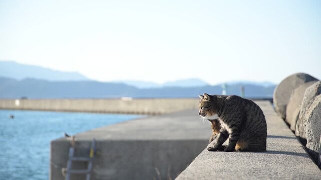 加太港でくつろぐトラ猫 （和歌山県和歌山市, 2026年1月）