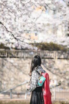 満開の桜の下、鮮やかな赤い楽器ケースを背負いカメラを手に持って歩く女性の後ろ姿