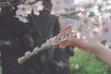 フルートと桜 © Jerry