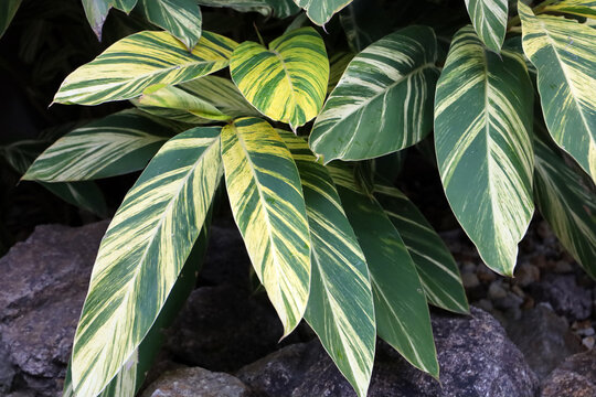 Variegated Shell Ginger (Alpinia zerumbet 'Variegata')
