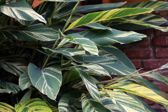 Variegated Shell Ginger (Alpinia zerumbet 'Variegata')