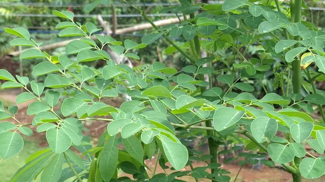 A focused close-up of a vibrant Moringa tree (Moringa oleifera) showing its delicate green leaflets and branches, known for high nutritional value.