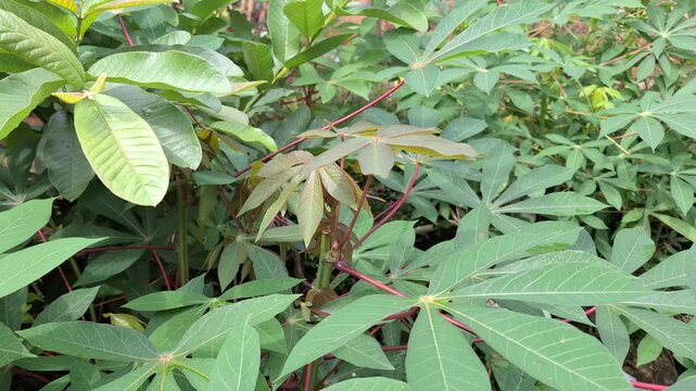 A wide-angle close-up of young, fresh cassava leaves (Manihot esculenta) with their distinctive red stems, growing vibrantly in a lush tropical garden.