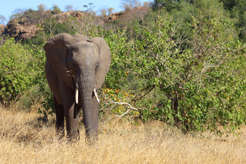 Obraz premium Afrikanischer Elefant / African elephant / Loxodonta africana