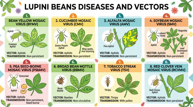 Lupini beans diseases and vectors infographic showing various viruses and their insect vectors