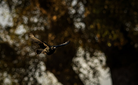 Greater Antillean Grackle
