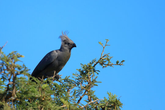 Graul&auml;rmvogel / Grey lourie or Grey go-away-bird / Crinifer concolor