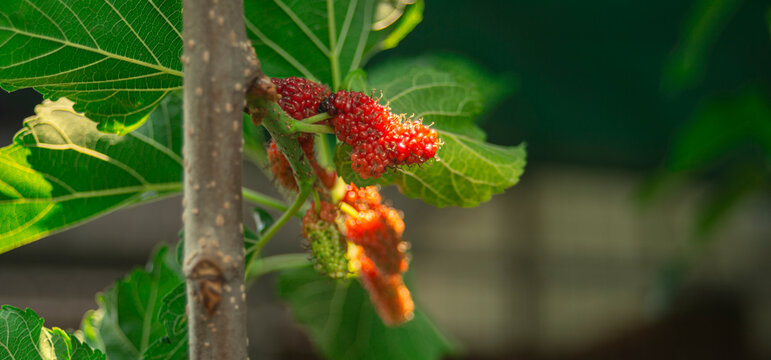 Mulberry fruits on the tree in the garden with nature background