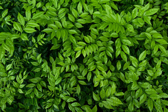 Top view of fresh green leaves background, natural pattern texture