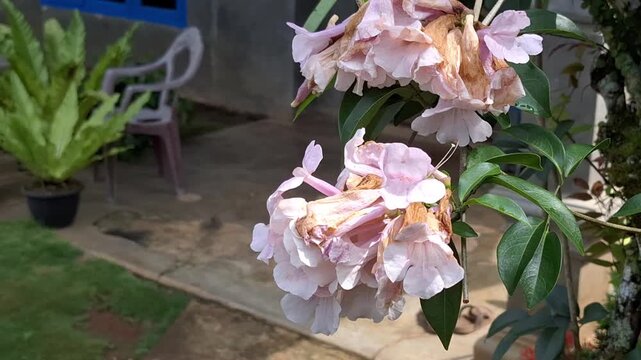 Close-up of a cluster of Garlic Vine (Mansoa alliacea) flowers with fading pink and purple petals, showing signs of wilting in a domestic garden environment.
