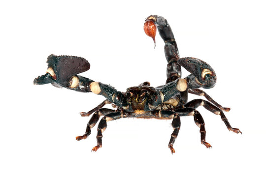   Emporer Scorpion in a defensive posture. Against a white background.