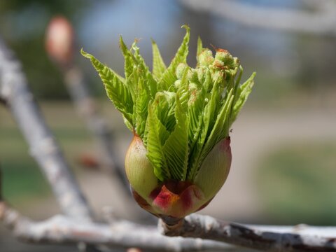 Opening Ohio Buckeye Bud with Emerging Leaves and Flower Cluster (Aesculus glabra) in Spring, Colorado USA