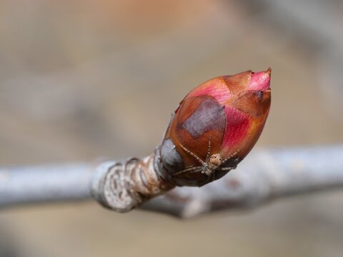 Close Up of Ohio Buckeye Bud (Aesculus glabra) with Spider in Spring, Colorado USA