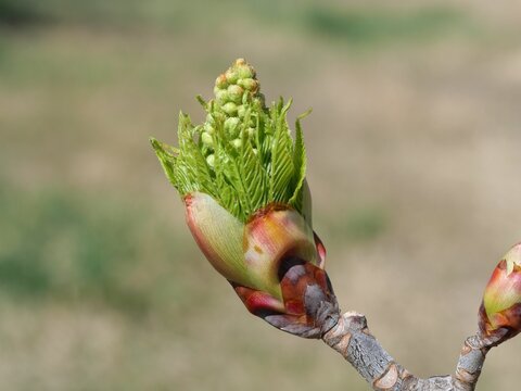 Opening Ohio Buckeye Bud with Emerging Leaves (Aesculus glabra) in Spring, Colorado USA