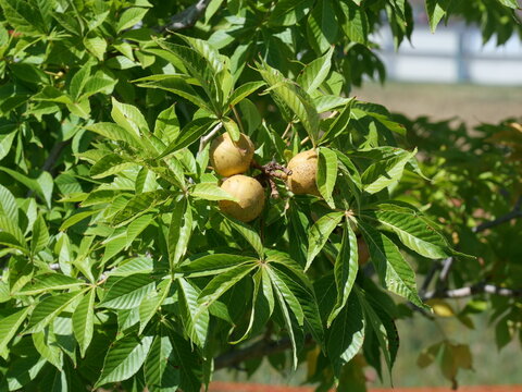 Ohio Buckeye Tree with Developing Fruits (Aesculus glabra) in Late Summer, Colorado USA