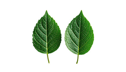 Fototapeta premium Two vibrant green leaves showcase detailed veins and serrated edges