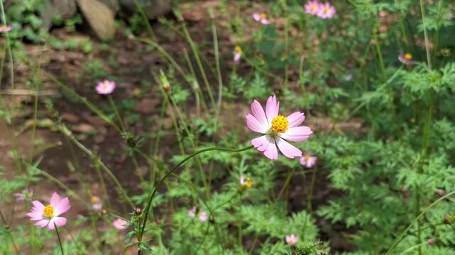 A wide close-up shot capturing several pink ulam raja flowers blooming at different heights within a lush green patch in a traditional rural garden.