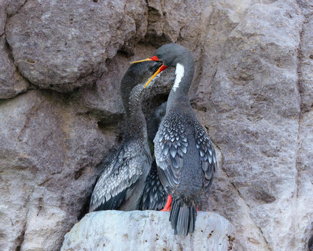 cormor&aacute;n gris alimentando cr&iacute;a, regurgitando comida.