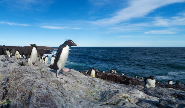 ping&uuml;ino de penacho amarillo caminando en colonia