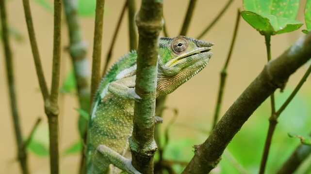 Stunning footage of a Panthera Chameleon (Furcifer pardalis) Catching its prey with its tongue. Madagascar Island.