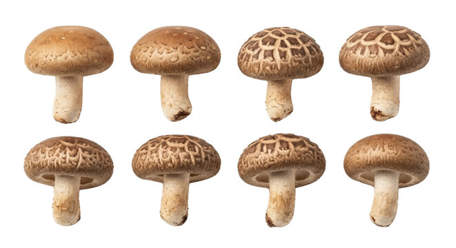 Vector illustration of set of fresh shiitake mushrooms on a transparent background
