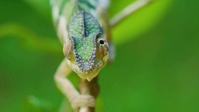 Close up of head of a Panthera Chameleon (Furcifer pardalis) in Madagascar island.