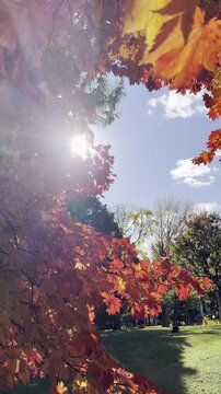 The blue sky and sunbeams filtering through gently swaying autumn leaves
