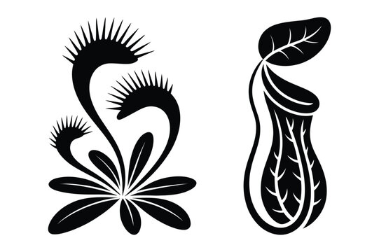 Collection of carnivorous plants: venus flytrap and pitcher plant with predator