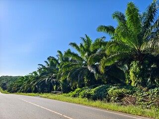 Fototapeta premium sky view with oil palm trees