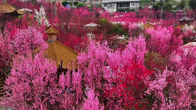 A classic thatched roof gazebo nestled among thousands of blooming peach trees in a traditional Chinese garden setting.