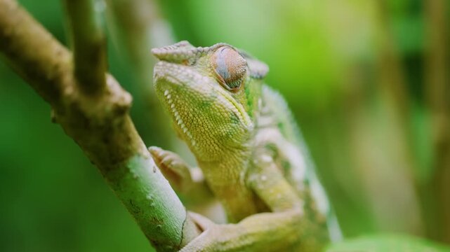 Close up of a Veiled Chameleon (Chamaeleo calyptratus) in Madagascar island.