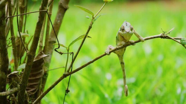 Portrait of Panther Chameleon (Furcifer pardalis) Hanging with a branch of a plant. Madagascar Island.
