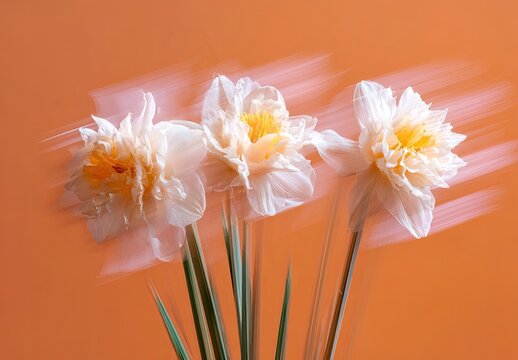 Three white and yellow daffodils in motion against orange