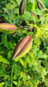 Abelmoschus moschatus plant growing in tropical garden, showing lush green foliage and natural herbal plant in outdoor environment.