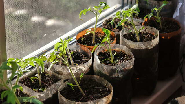 Tomato (Solanum lycopersicum). Young green tomato seedlings grow in cut plastic bottles on sun-drenched windowsill.
