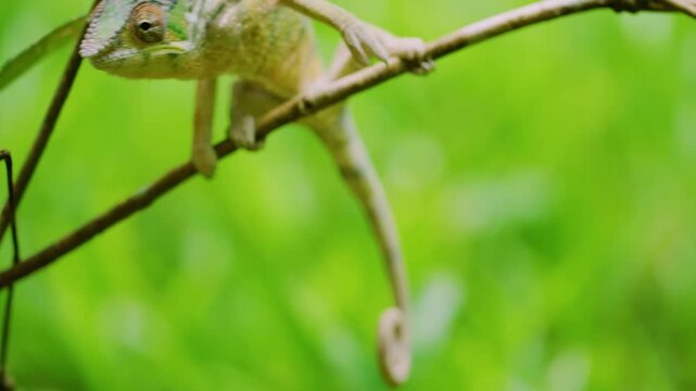 Portrait of Panther Chameleon (Furcifer pardalis) Hanging with a branch of a plant. Madagascar Island.