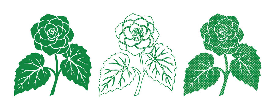 Green begonia flower vector set, botanical camellia blossom line art, floral garden plant icons for wedding invitations and organic branding